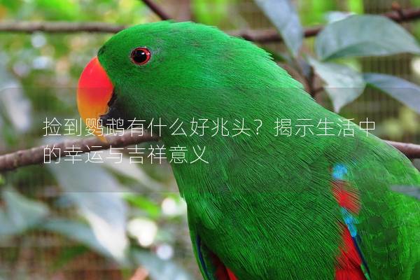 捡到鹦鹉有什么好兆头？揭示生活中的幸运与吉祥意义