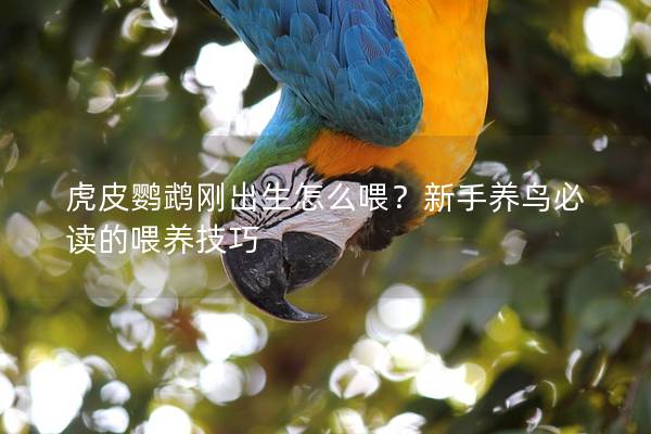 虎皮鹦鹉刚出生怎么喂？新手养鸟必读的喂养技巧