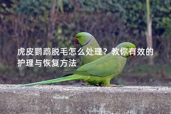 虎皮鹦鹉脱毛怎么处理？教你有效的护理与恢复方法