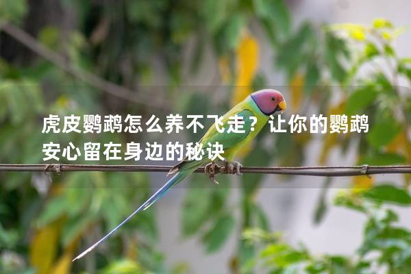 虎皮鹦鹉怎么养不飞走？让你的鹦鹉安心留在身边的秘诀