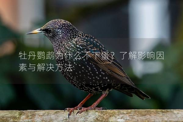 牡丹鹦鹉为什么不下蛋？了解影响因素与解决方法