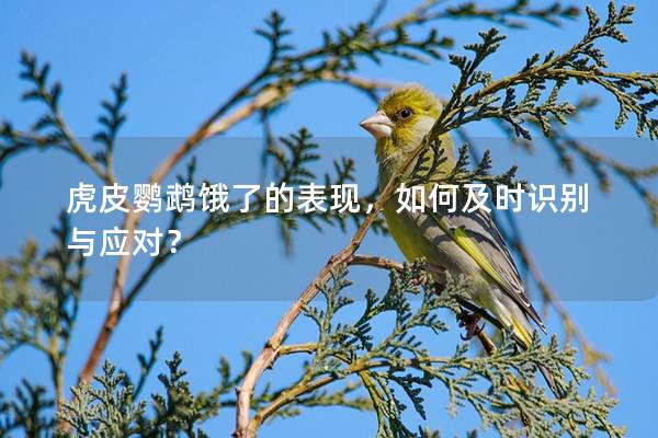 虎皮鹦鹉饿了的表现，如何及时识别与应对？