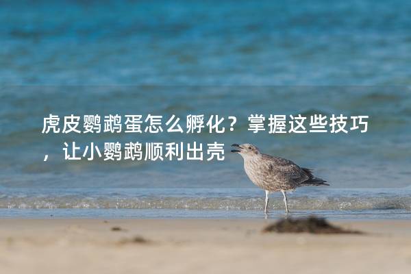 虎皮鹦鹉蛋怎么孵化？掌握这些技巧，让小鹦鹉顺利出壳
