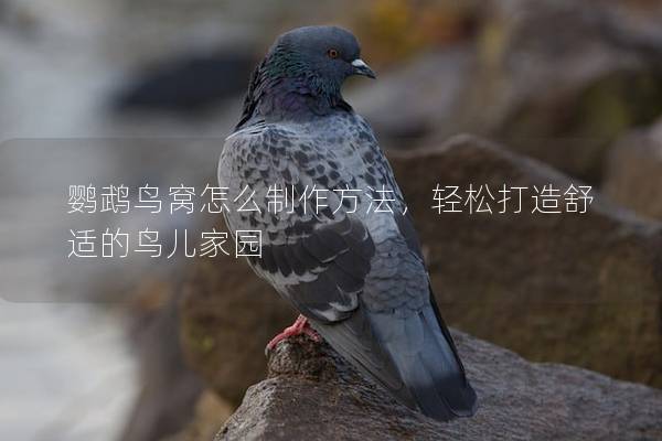 鹦鹉鸟窝怎么制作方法，轻松打造舒适的鸟儿家园