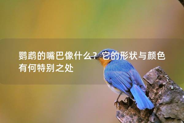 鹦鹉的嘴巴像什么？它的形状与颜色有何特别之处