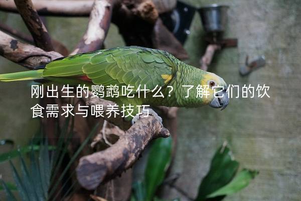 刚出生的鹦鹉吃什么？了解它们的饮食需求与喂养技巧