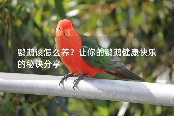 鹦鹉该怎么养？让你的鹦鹉健康快乐的秘诀分享