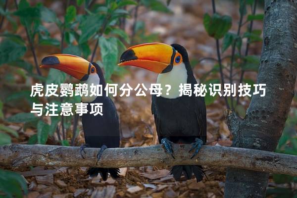 虎皮鹦鹉如何分公母？揭秘识别技巧与注意事项