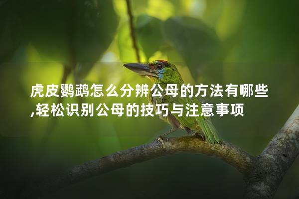 虎皮鹦鹉怎么分辨公母的方法有哪些,轻松识别公母的技巧与注意事项