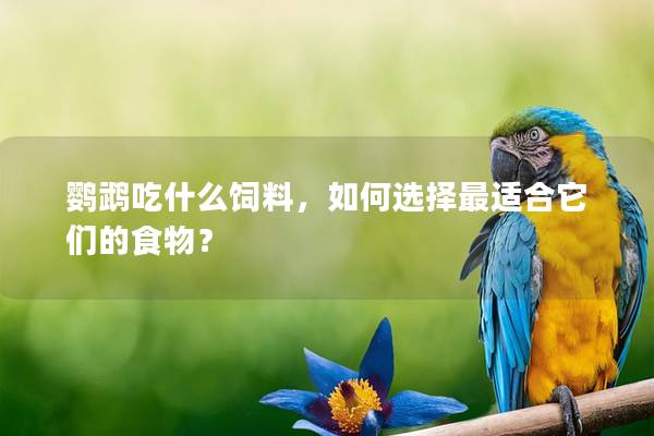 鹦鹉吃什么饲料，如何选择最适合它们的食物？