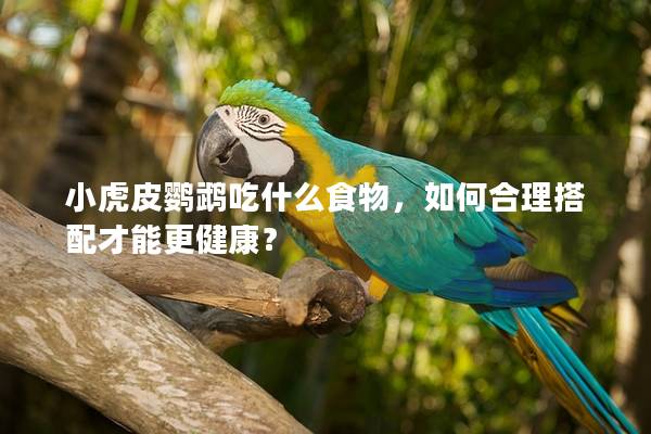 小虎皮鹦鹉吃什么食物，如何合理搭配才能更健康？