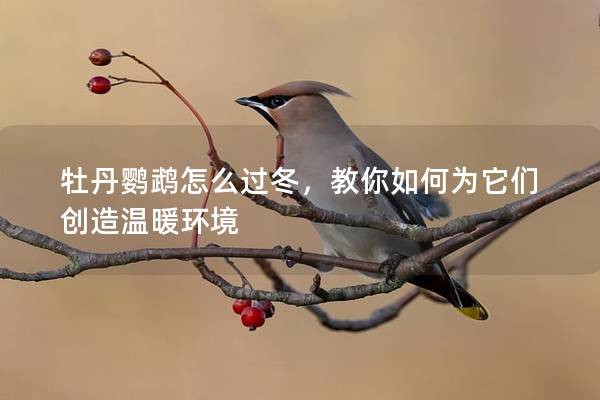 牡丹鹦鹉怎么过冬，教你如何为它们创造温暖环境