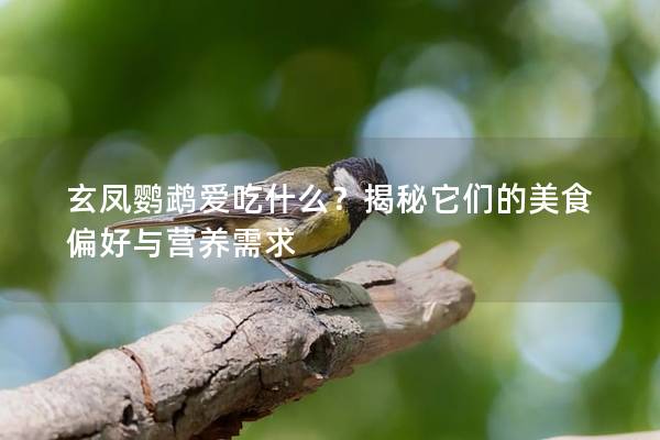 玄凤鹦鹉爱吃什么？揭秘它们的美食偏好与营养需求