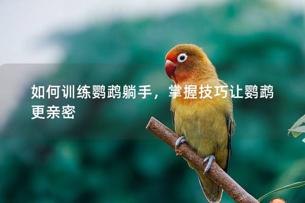 如何训练鹦鹉躺手，掌握技巧让鹦鹉更亲密
