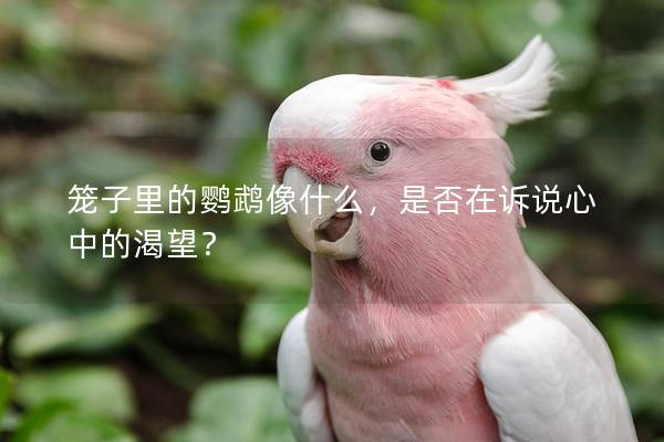 笼子里的鹦鹉像什么，是否在诉说心中的渴望？