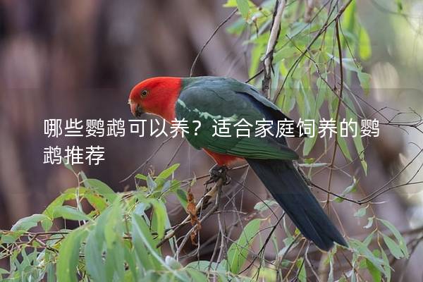 哪些鹦鹉可以养？适合家庭饲养的鹦鹉推荐