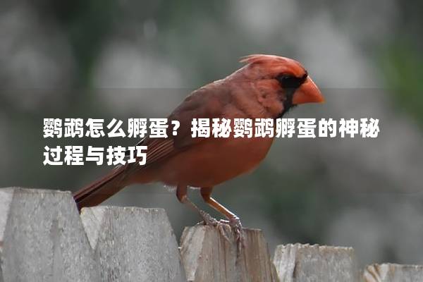 鹦鹉怎么孵蛋？揭秘鹦鹉孵蛋的神秘过程与技巧