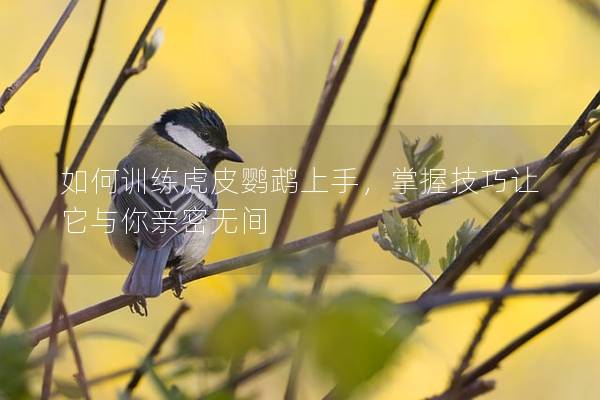 如何训练虎皮鹦鹉上手，掌握技巧让它与你亲密无间