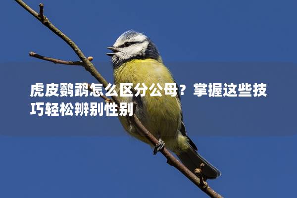 虎皮鹦鹉怎么区分公母？掌握这些技巧轻松辨别性别