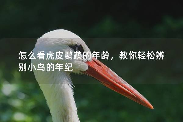 怎么看虎皮鹦鹉的年龄，教你轻松辨别小鸟的年纪
