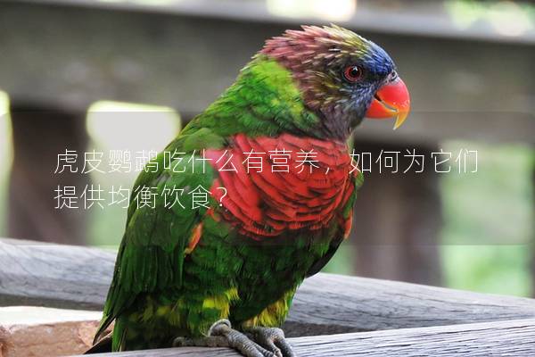 虎皮鹦鹉吃什么有营养，如何为它们提供均衡饮食？