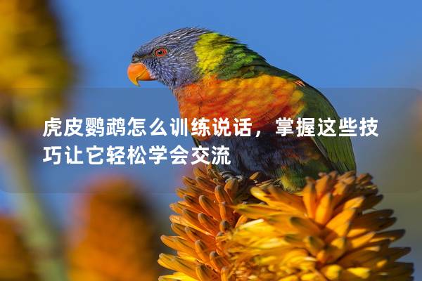 虎皮鹦鹉怎么训练说话，掌握这些技巧让它轻松学会交流
