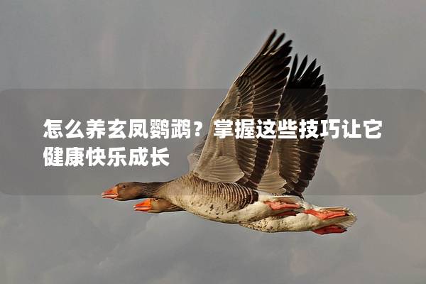 怎么养玄凤鹦鹉？掌握这些技巧让它健康快乐成长
