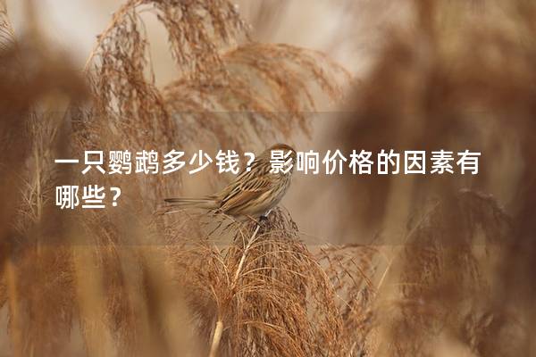 一只鹦鹉多少钱？影响价格的因素有哪些？