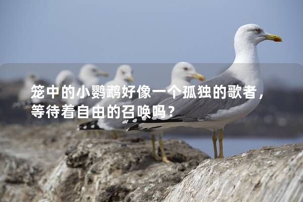 笼中的小鹦鹉好像一个孤独的歌者，等待着自由的召唤吗？