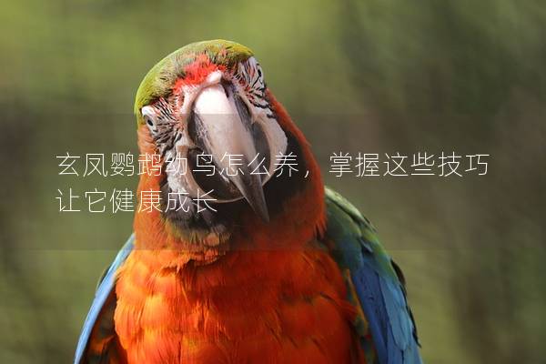 玄凤鹦鹉幼鸟怎么养，掌握这些技巧让它健康成长