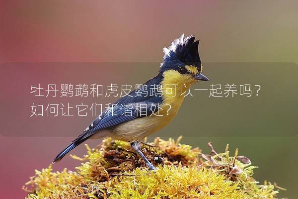 牡丹鹦鹉和虎皮鹦鹉可以一起养吗？如何让它们和谐相处？