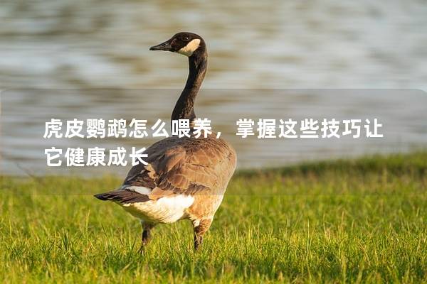 虎皮鹦鹉怎么喂养，掌握这些技巧让它健康成长