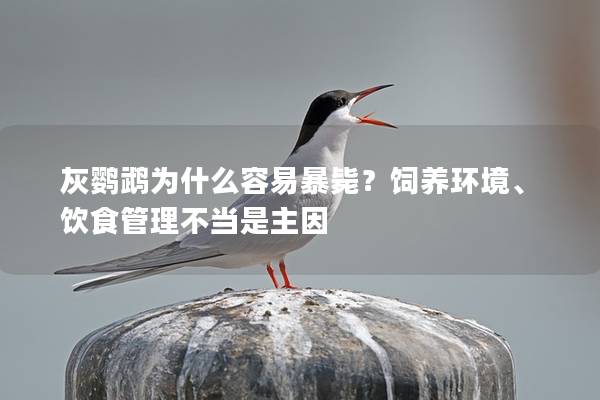 灰鹦鹉为什么容易暴毙？饲养环境、饮食管理不当是主因