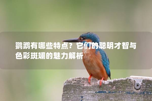 鹦鹉有哪些特点？它们的聪明才智与色彩斑斓的魅力解析