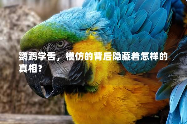 鹦鹉学舌，模仿的背后隐藏着怎样的真相？