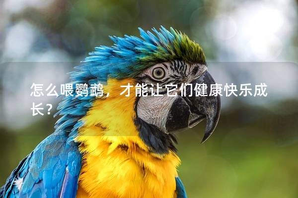 怎么喂鹦鹉，才能让它们健康快乐成长？