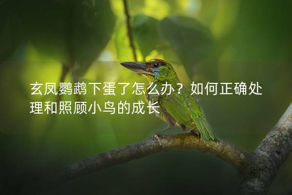 玄凤鹦鹉下蛋了怎么办？如何正确处理和照顾小鸟的成长