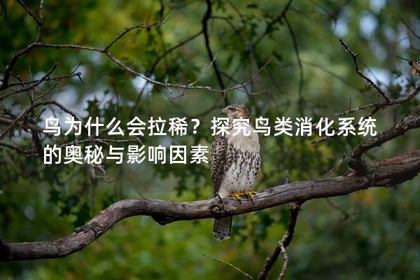 鸟为什么会拉稀？探究鸟类消化系统的奥秘与影响因素