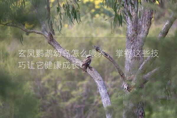 玄凤鹦鹉幼鸟怎么喂养，掌握这些技巧让它健康成长