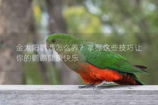 金太阳鹦鹉怎么养？掌握这些技巧让你的鹦鹉健康快乐