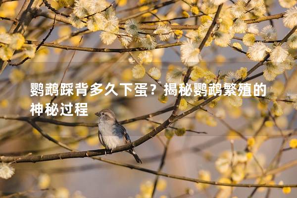 鹦鹉踩背多久下蛋？揭秘鹦鹉繁殖的神秘过程