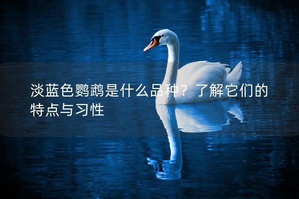 淡蓝色鹦鹉是什么品种？了解它们的特点与习性