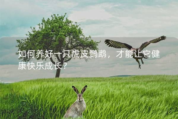 如何养好一只虎皮鹦鹉，才能让它健康快乐成长？