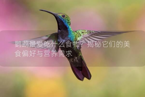 鹦鹉最爱吃什么食物？揭秘它们的美食偏好与营养需求