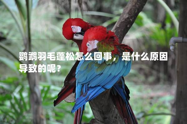 鹦鹉羽毛蓬松怎么回事，是什么原因导致的呢？