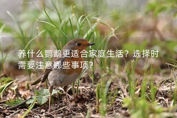 养什么鹦鹉更适合家庭生活？选择时需要注意哪些事项？