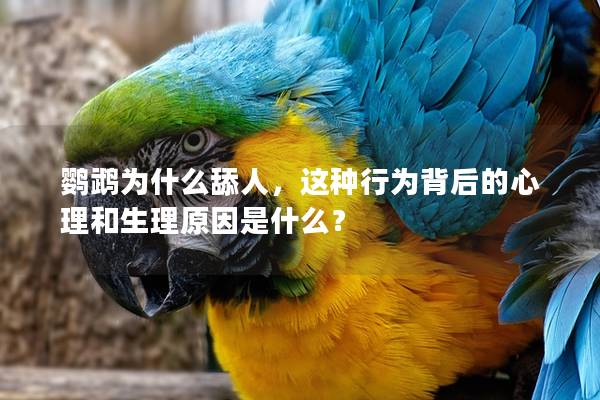 鹦鹉为什么舔人，这种行为背后的心理和生理原因是什么？