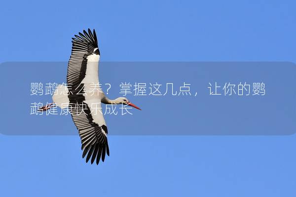 鹦鹉怎么养？掌握这几点，让你的鹦鹉健康快乐成长