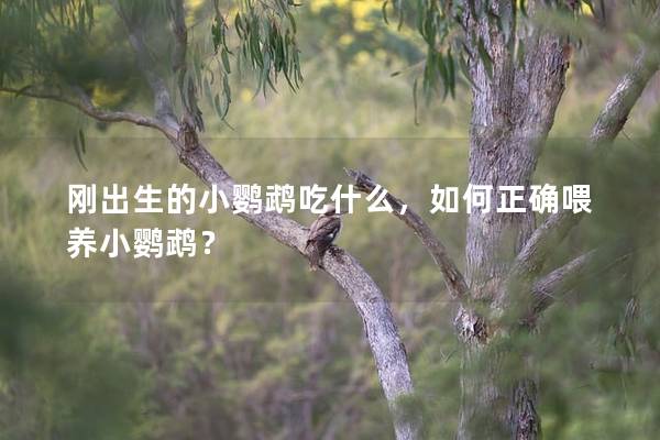 刚出生的小鹦鹉吃什么，如何正确喂养小鹦鹉？