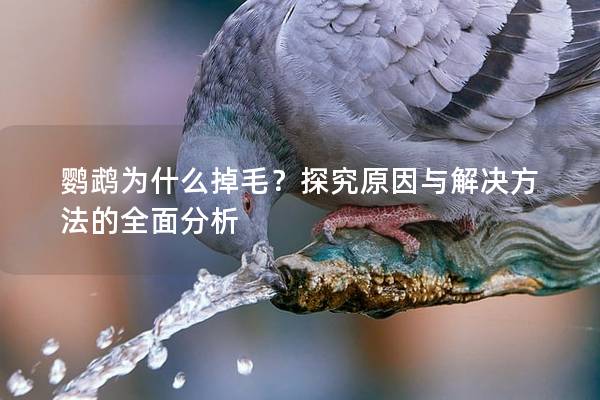 鹦鹉为什么掉毛？探究原因与解决方法的全面分析